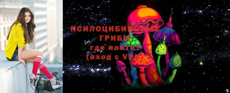 Псилоцибиновые грибы Psilocybine cubensis  где продают наркотики  Болотное 